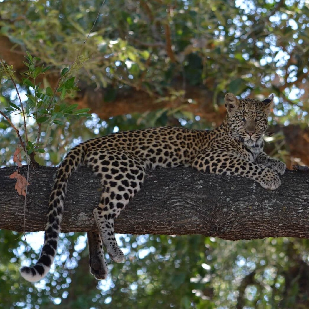 Botswana - Go Get it Safaris GmbH ist ein kleines Unternehmen mit grosser Safari-Erfahrung 5