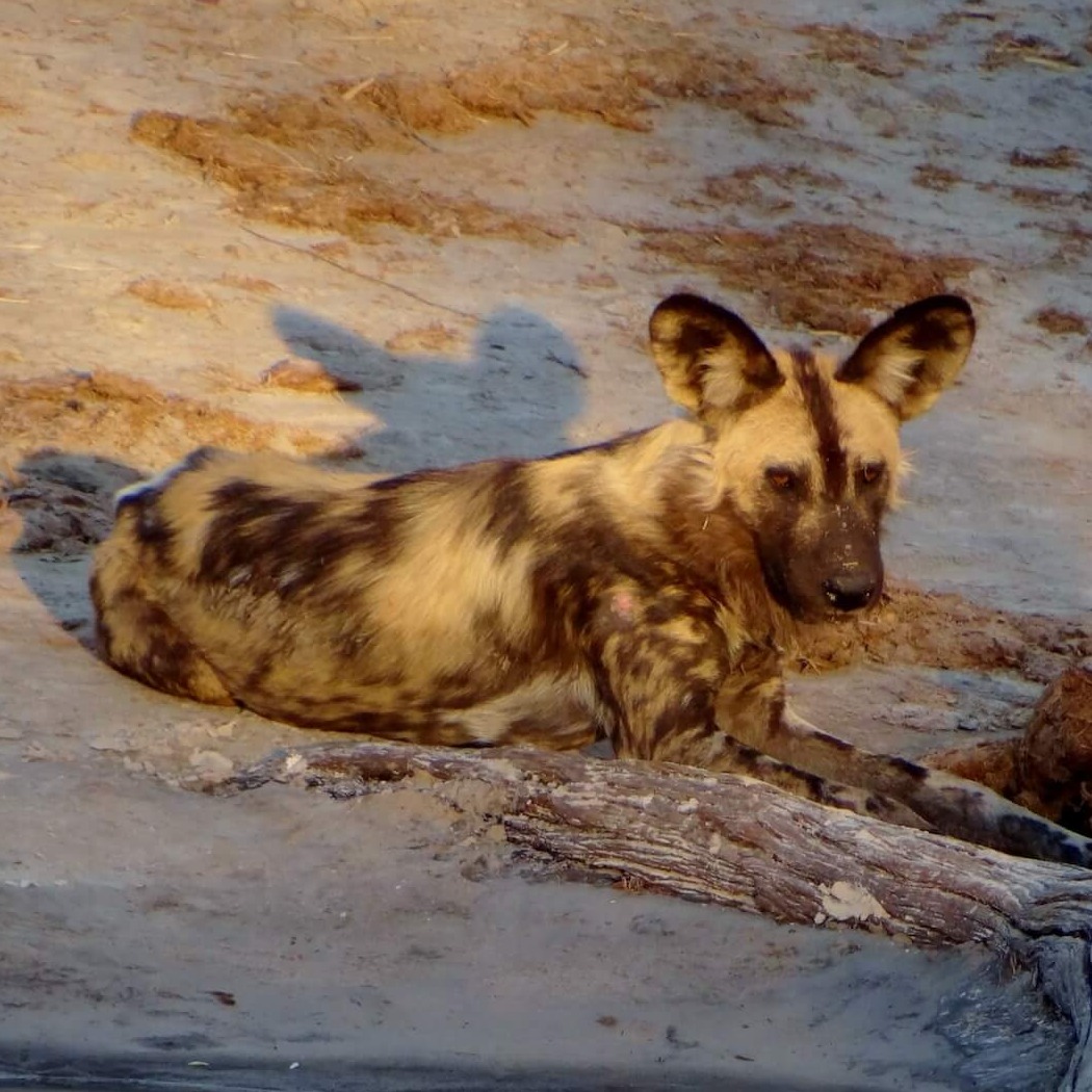 Botswana - Go Get it Safaris GmbH ist ein kleines Unternehmen mit grosser Safari-Erfahrung 12