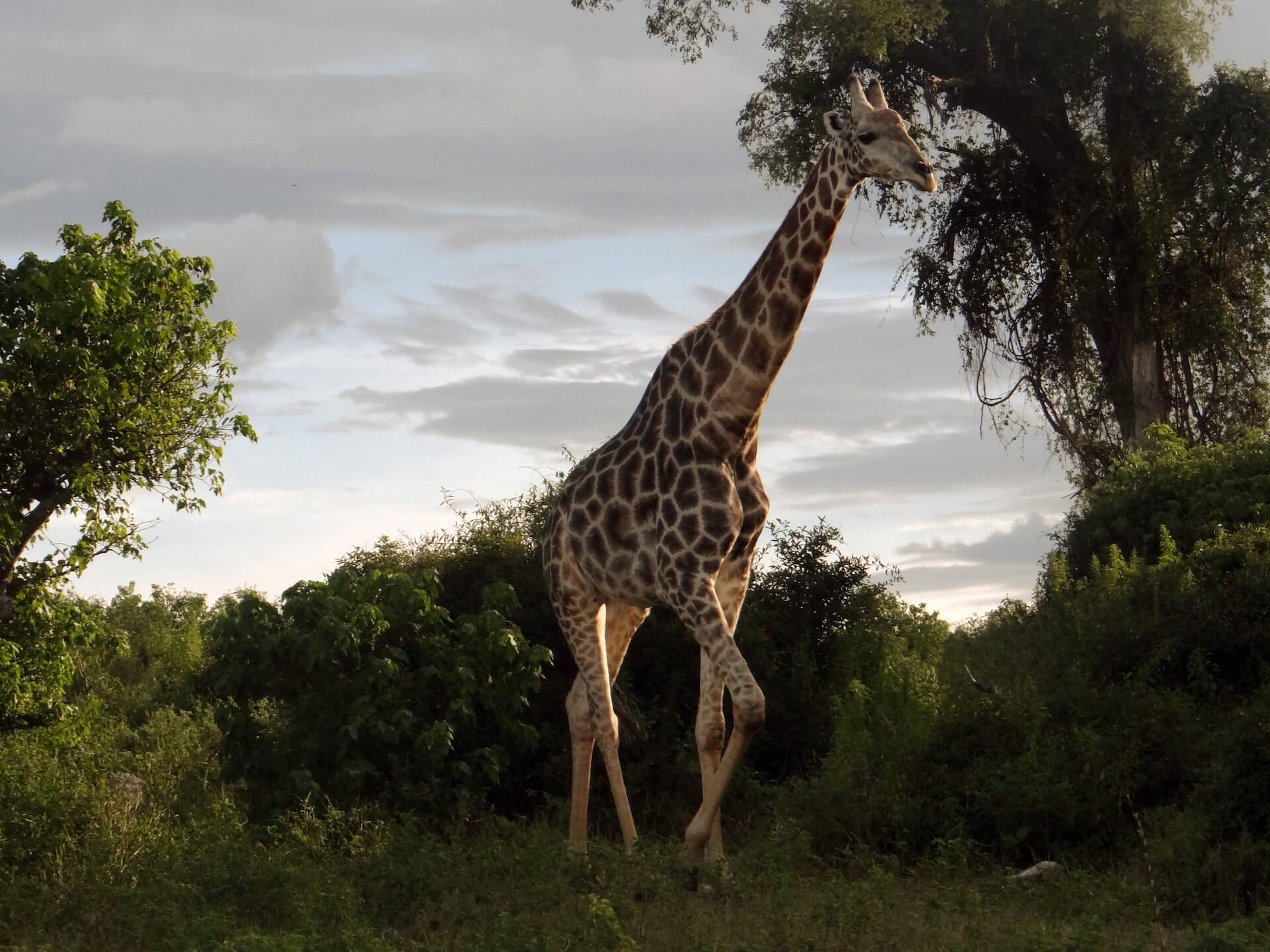 Botswana Safaris - Go Get it Safaris GmbH ist ein kleines Unternehmen mit grosser Safari-Erfahrung 1