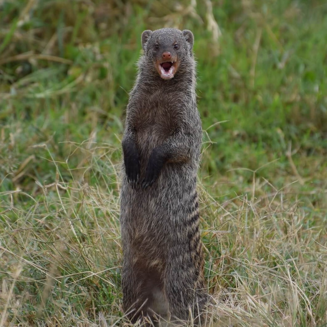 TANSANI - Go Get it Safaris GmbH ist ein kleines Unternehmen mit grosser Safari-Erfahrung 3