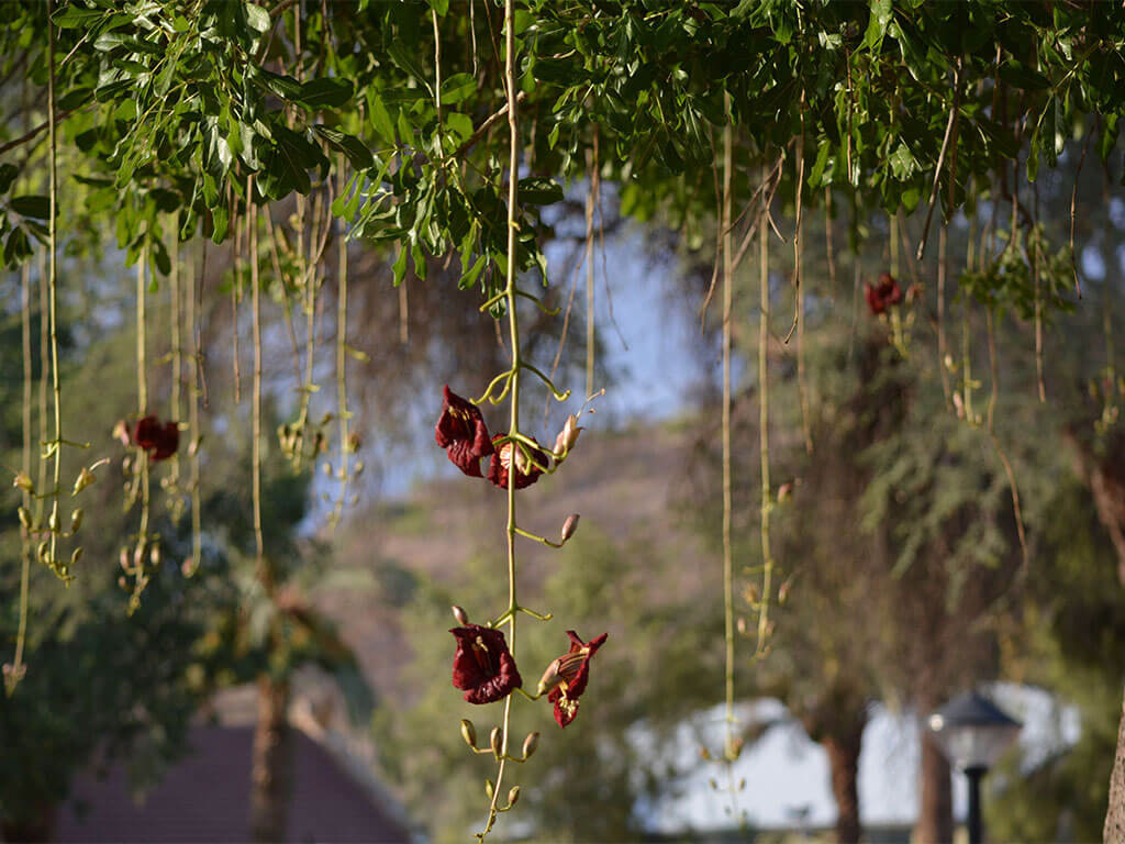 Green Season in der afrikanischen Savanne - Go Get it Safaris GmbH ist ein kleines Unternehmen mit grosser Safari-Erfahrung